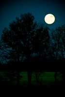 Moon over Tree