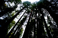 RedwoodSabbath-2394