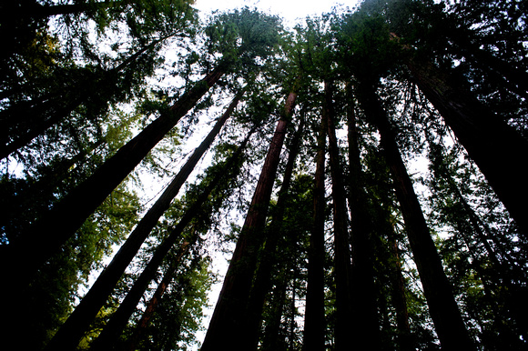 RedwoodSabbath-2394