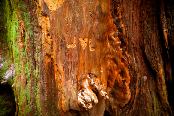 RedwoodSabbath-2400
