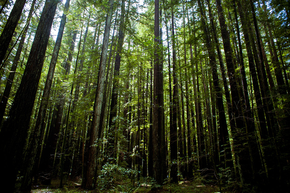 RedwoodSabbath-2461-2