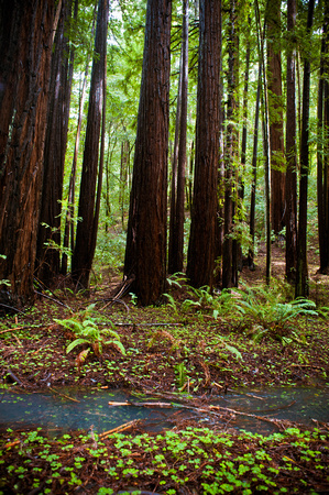 RedwoodSabbath-2473