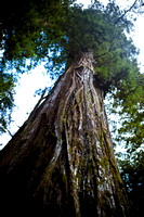RedwoodSabbath-2380