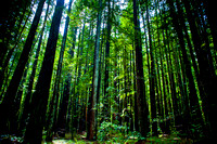 RedwoodSabbath-2462