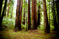 RedwoodSabbath-2385