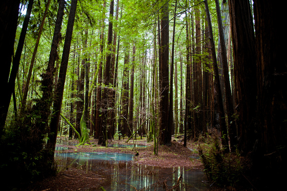 RedwoodSabbath-2491