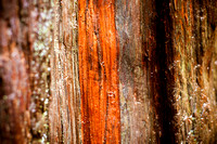 RedwoodSabbath-2377