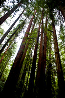 RedwoodSabbath-2392