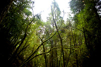 RedwoodSabbath-2362