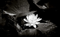 Flower on a Lily Pad
