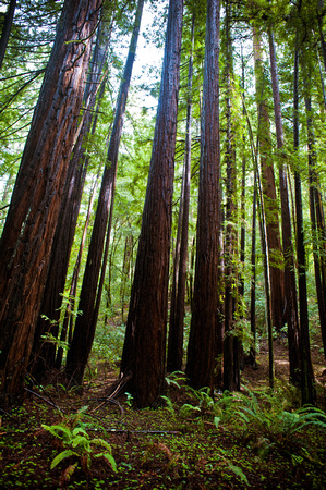 RedwoodSabbath-2474
