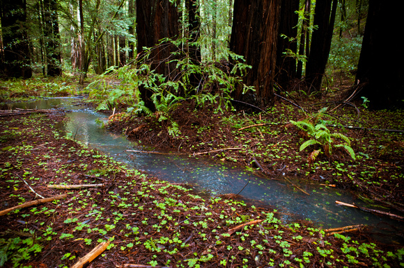 RedwoodSabbath-2466