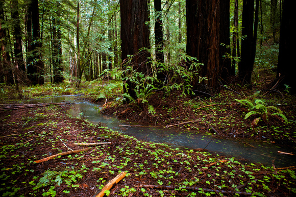 RedwoodSabbath-2468