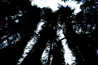 RedwoodSabbath-2404