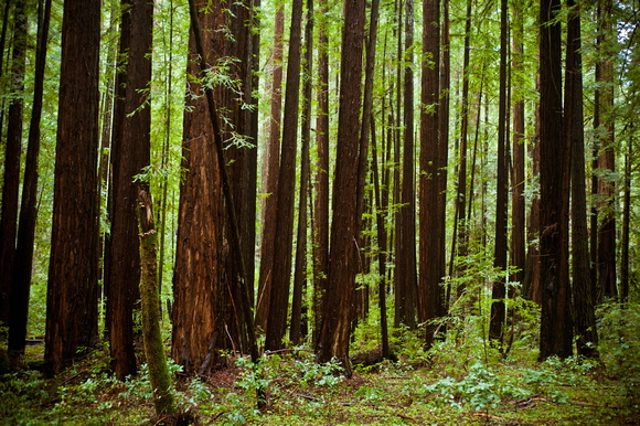 RedwoodSabbath-2445