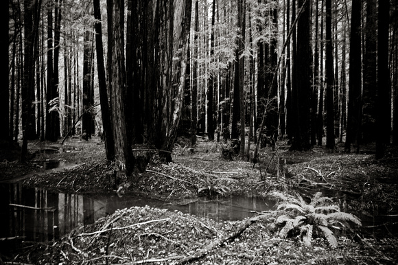 RedwoodSabbath-2483