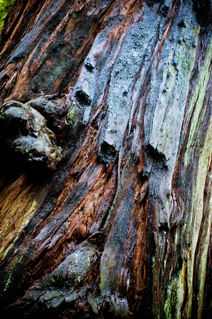 RedwoodSabbath-2435