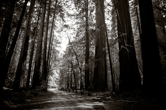 RedwoodSabbath-2519