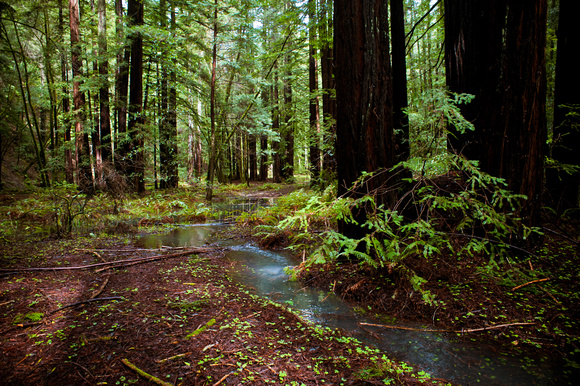 RedwoodSabbath-2458