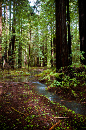 RedwoodSabbath-2460