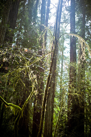 RedwoodSabbath-2438