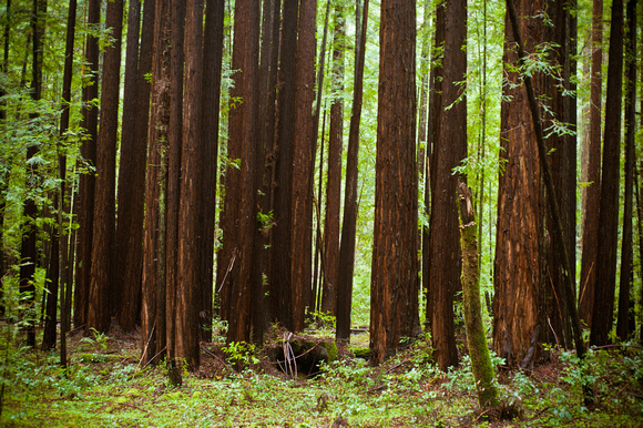RedwoodSabbath-2444